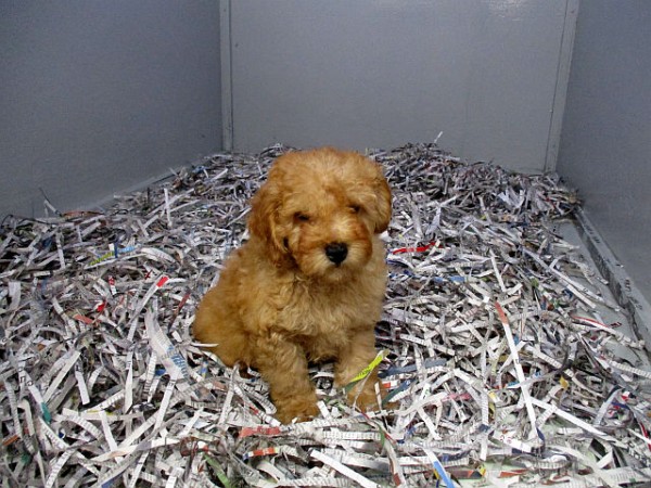 Mini Goldendoodle Male