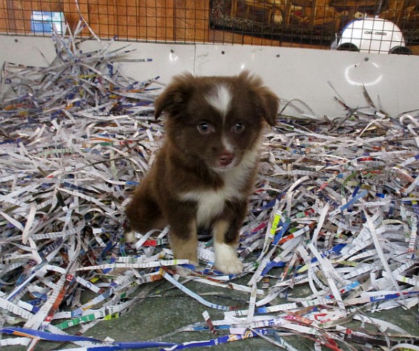 Mini Aussie Male
