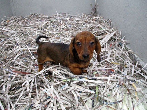 Miniature Dachshund Female