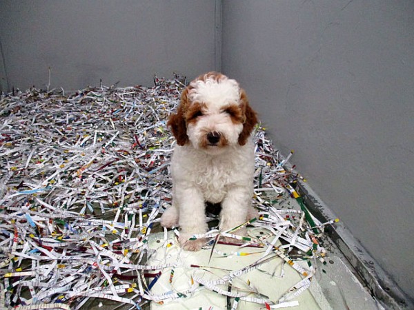 Mini Goldendoodle Female