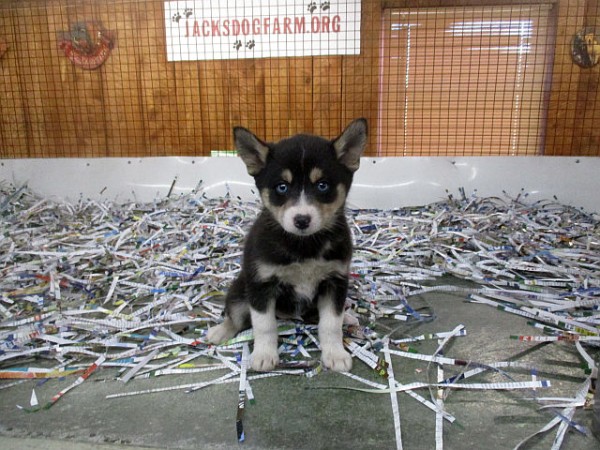 Pomsky Female