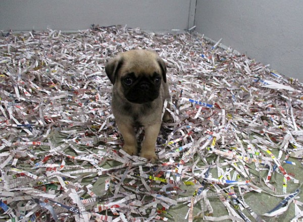 Pug Male