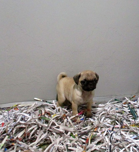Pug Female