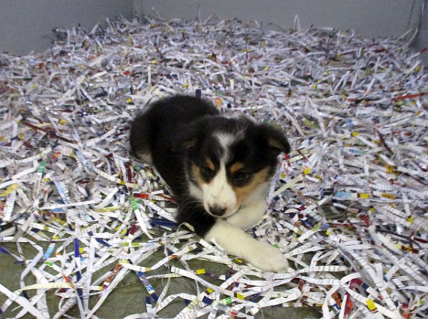Sheltie-Bernese Female
