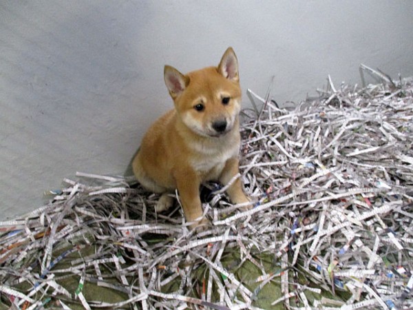 Shiba-Inu Male