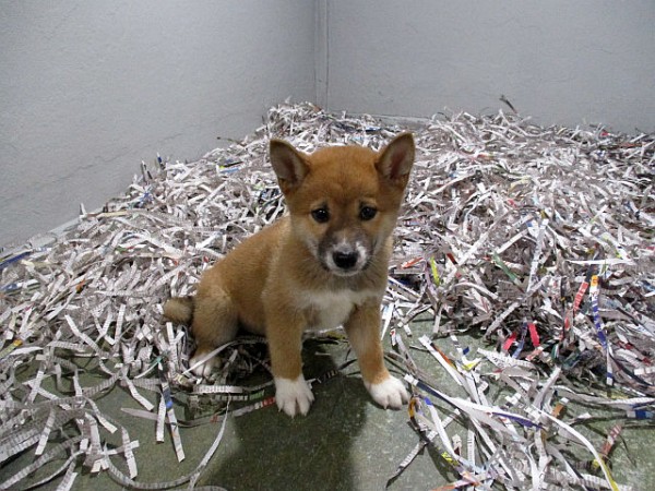 Shiba-Inu Male