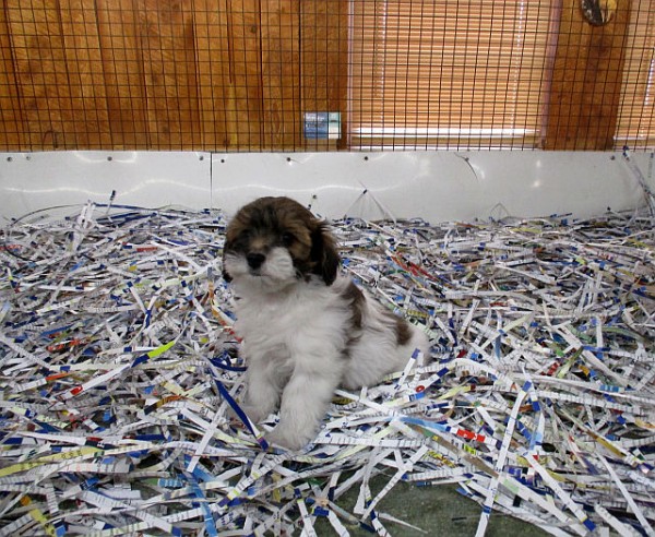 Shichon Teddybear Female