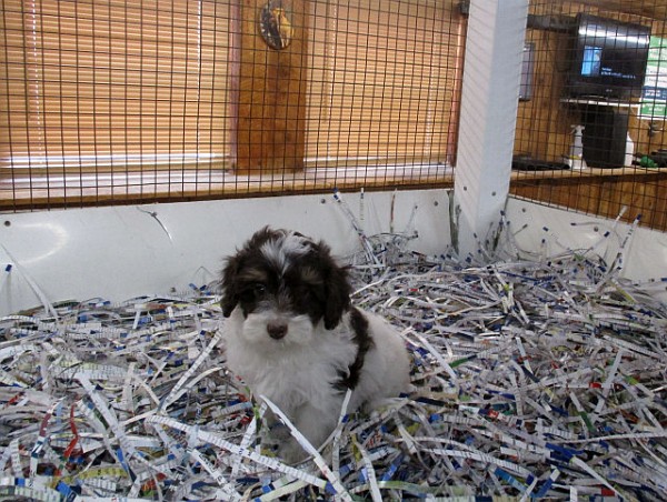 Shichon Teddybear Male