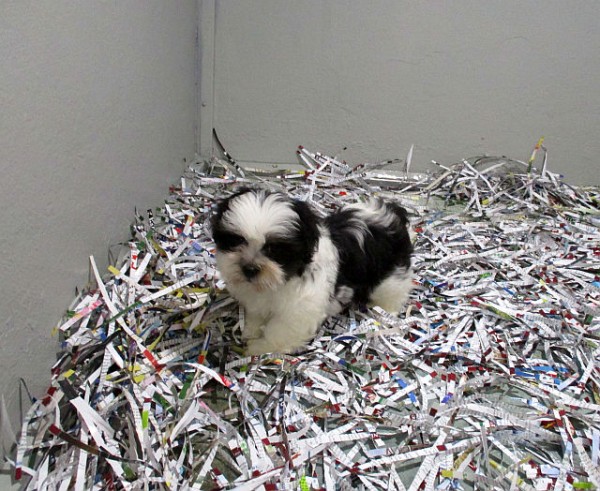 Shichon Teddybear Male