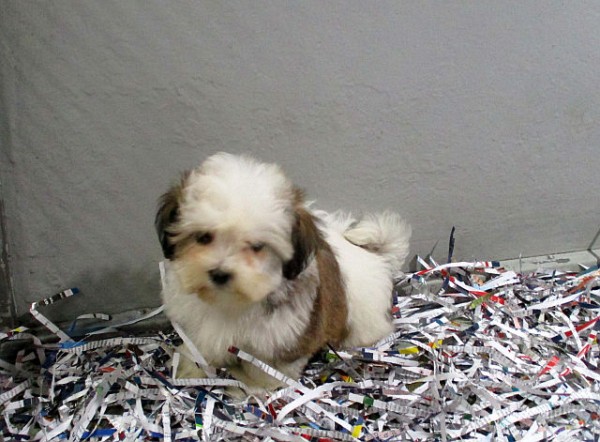 Shichon Teddybear Male