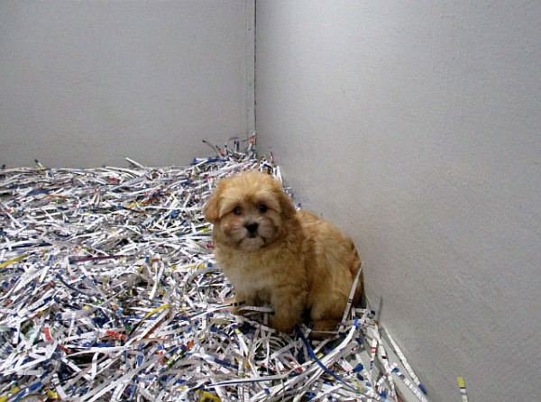 Shih-Apso Male