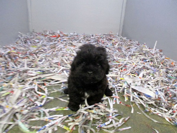 Shih-Poo Female