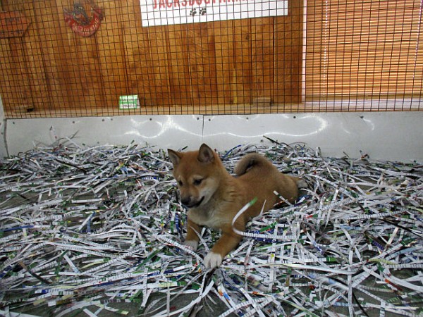 Shiba-Inu Female