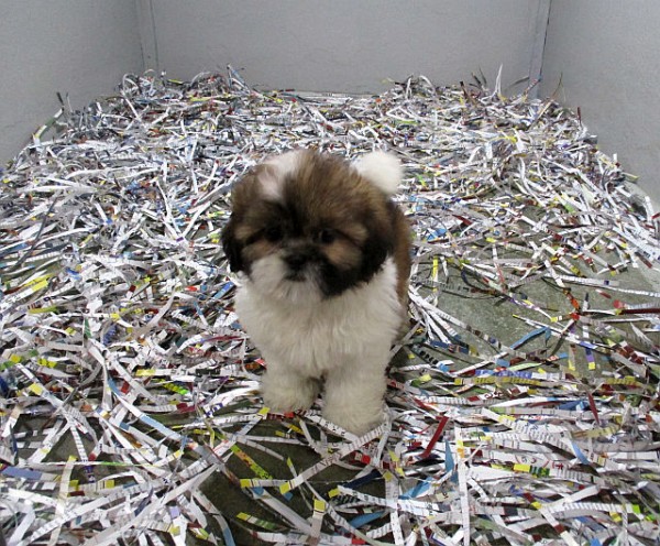 Shih-Tzu Male