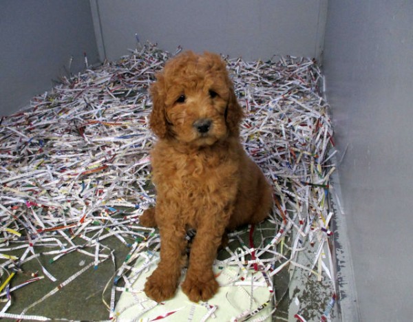 Standard Goldendoodle Female