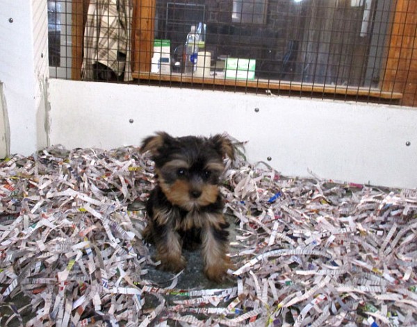 Teacup Yorkie Female