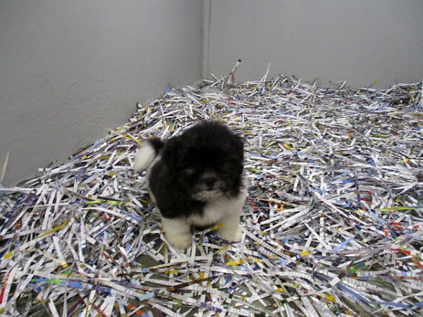 Shichon Teddybear Female