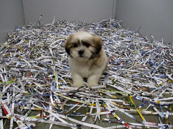 Shichon Teddybear Male