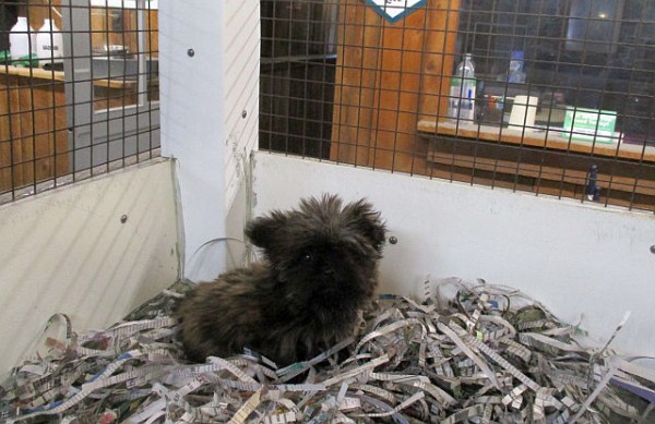 Toy Shorkie Male