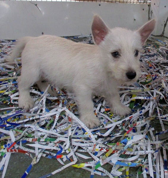 Westie Male