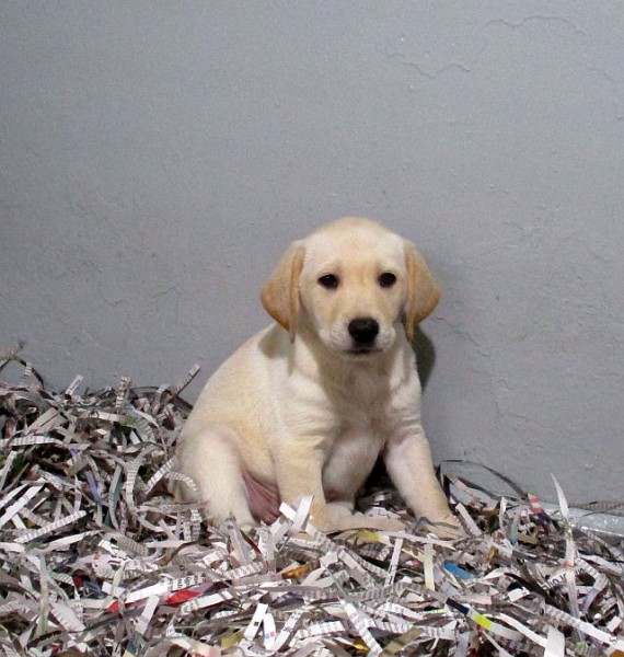 Yellow Lab Female