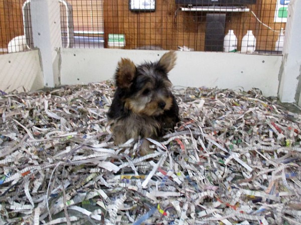 Yorkie Female