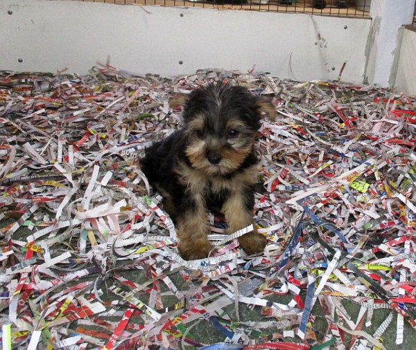 Yorkie Male