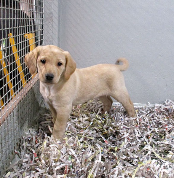 Yellow Lab Female