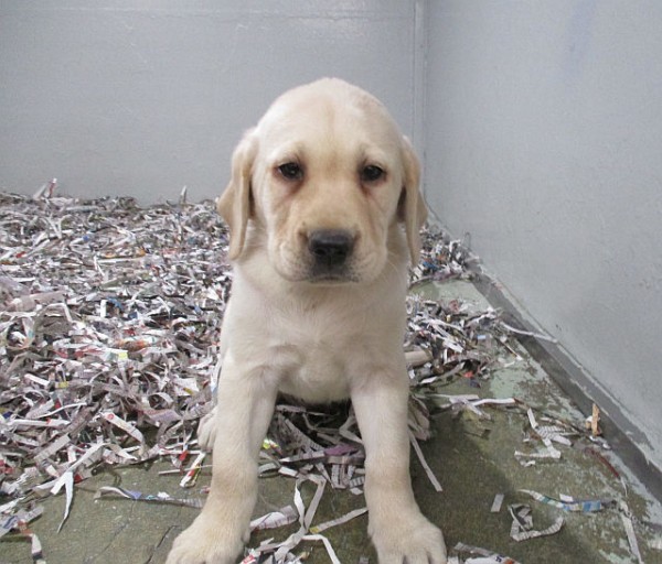 Yellow Lab Female