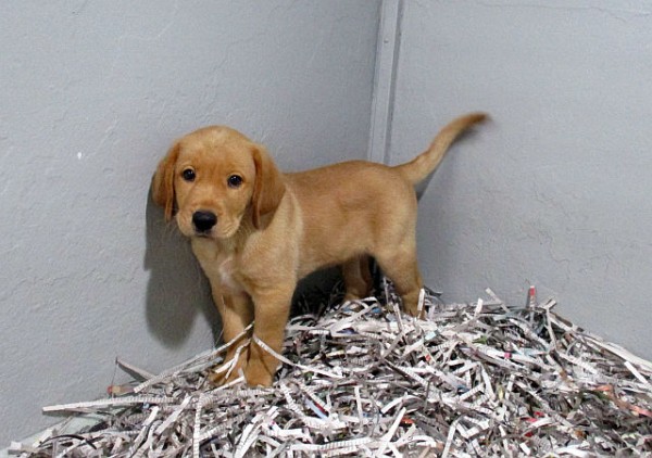 Yellow Lab Male