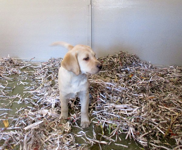 Yellow Lab Male 1