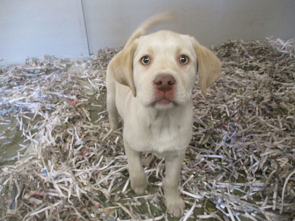 Yellow Lab Male 2