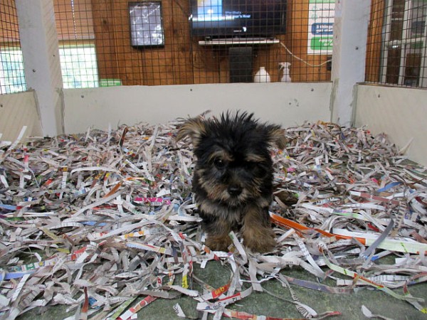 Yorkie Female