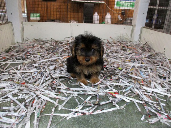 Yorkie Female