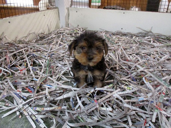 Yorkie Female