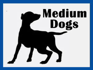 Medium Breeds